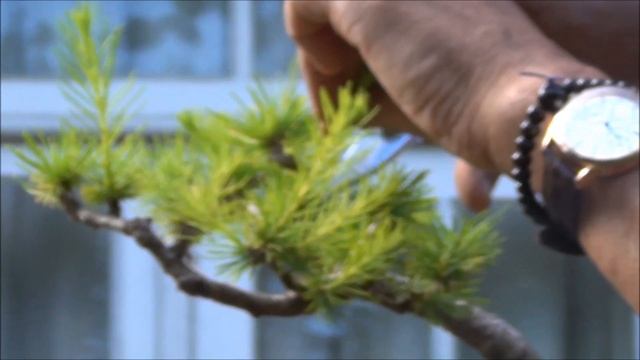 Bonsai trees Progression Old Larch Larix decidua (European Larch) Summer Pruning Part4 by mikbonasi смотреть онлайн