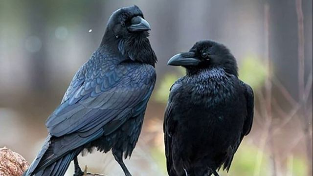 Скакала ворона по лужам весной... смотреть онлайн