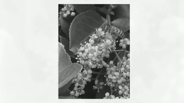 Бересклет японский (Euonymus Japonica)