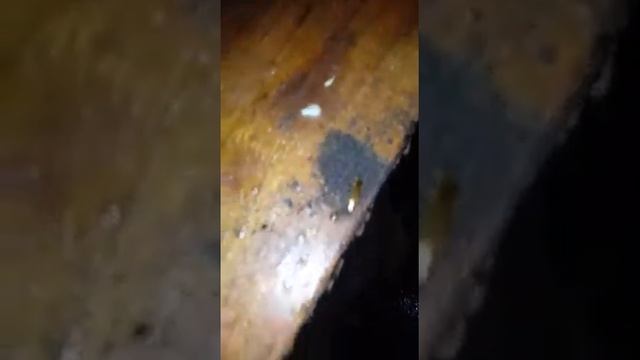 Тараканы альбиносы. смотреть онлайн