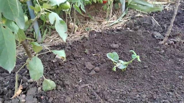 ПРАВИЛЬНАЯ ПОСАДКА КЛУБНИКИ СОРТА КУПЧИХА-МОЙ СПОСОБ! смотреть онлайн