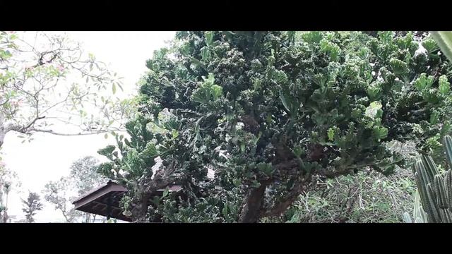 Bogor Botanical Garden, Indonesia | Canon HD | Virtual Trip смотреть онлайн