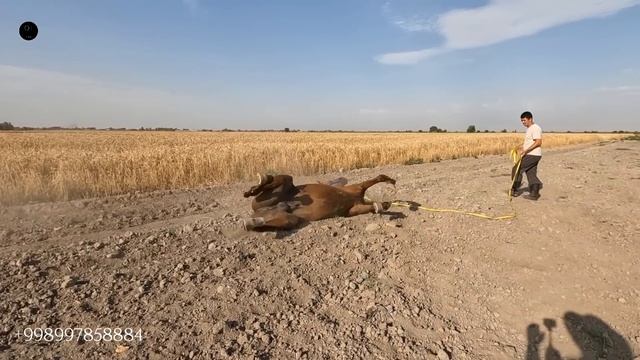 1-ДОНЧАК ОТ СОТИЛАДИ! ОНЛАЙН ОТ БОЗОР! ДОНСКАЯ ЛОШАДЬ! смотреть онлайн