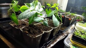 ДОЛИХОС.Рассаде 20 дней.