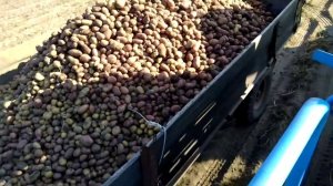 Уборка Картофеля Трактором мтз 82 и комбайном  Anna z-644