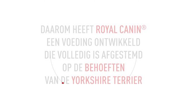Royal Canin Breed Nutrition - Yorkshire Terrier | Zooplus