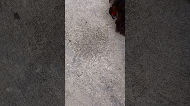 Первая бабочка в жизни цверга смотреть онлайн