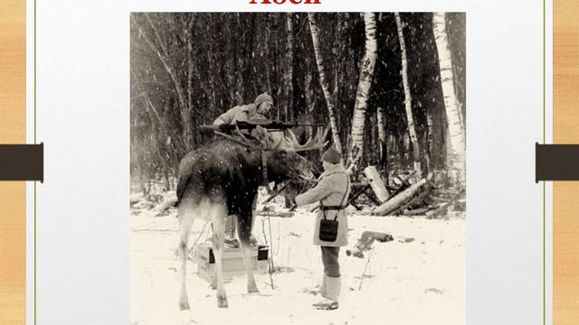 Животные - участники ВОВ часть 3