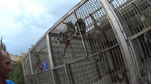 Обезьяний питомник. Абхазия. Город Сухум. Гомосапиенс - человек разумный? смотреть онлайн