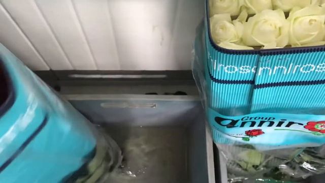 Сорт розы Proud в Эквадоре на плантации