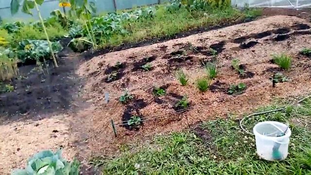 Пересадка КРУПНОПЛОДНОЙ Ремонтантной Клубники "НАСТЕНЬКА и КОКЕТКА" 26 августа 2021г. смотреть онлайн