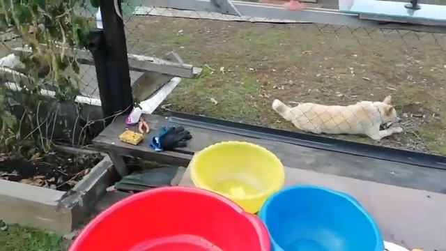 Сибирь, разбираем Барсука, и готовим Рагу, это очень вкусно. ?✌️ смотреть онлайн