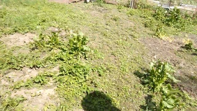 Первый рой 21 года в Подмосковье. смотреть онлайн