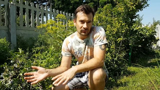 Голубика - королева ягод - у вас на даче! смотреть онлайн