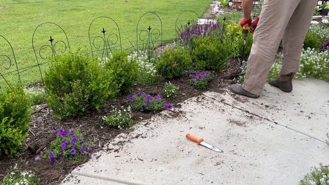 Planting Supertunia Mini Vista Indigo from Lowe’s & Walmart смотреть онлайн