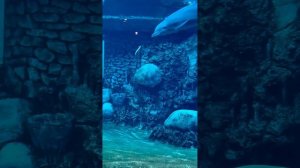 4 Разные короткие видео