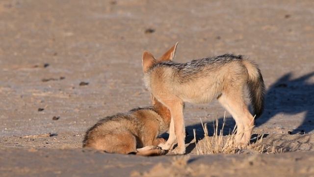 Pushy Jackal Pups Begging Then Being Fed by Adults смотреть онлайн
