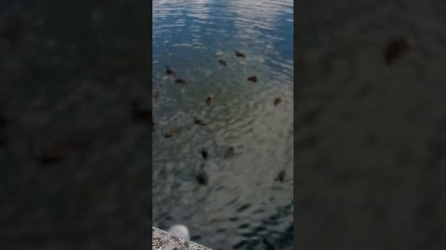 Утки в усадьбе #тикток #тренды #cute #утки #shorts смотреть онлайн