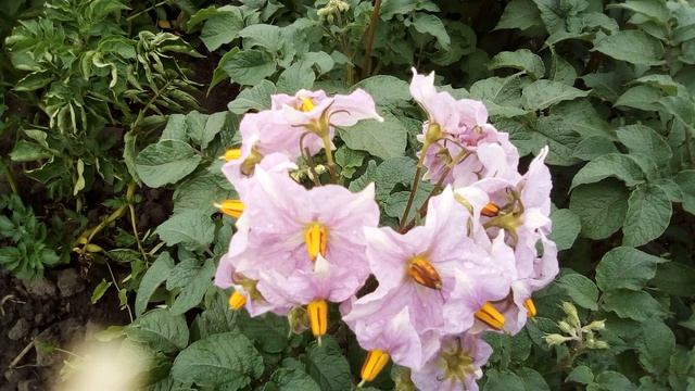 подвальные мини клубни результат смотреть онлайн