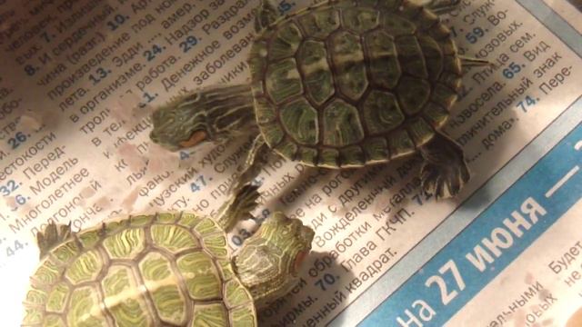 Красноухие черепахи, кормежка. red-turtle feeding смотреть онлайн