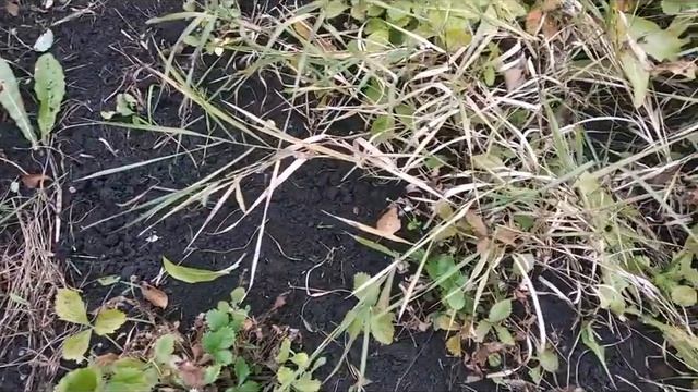 #ДАЧА #3.10.2021ПОСАДИЛА#ЧЕСНОК смотреть онлайн