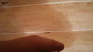 ЧТО БУДЕТ ЕСЛИ ЗАПЕНИТЬ ШВЫ МЕЖДУ БРЁВЕН?