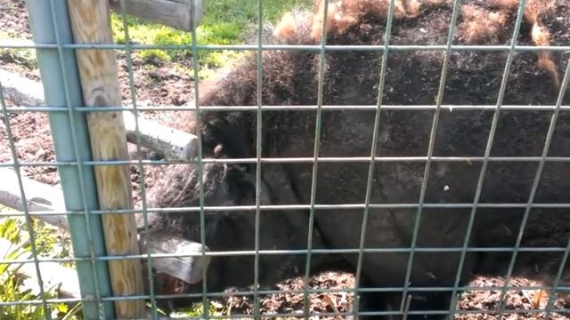 Дикий кабан метит территорию смотреть онлайн