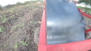 Копаю картофель самодельной картофелекопалкой для мотоблока.