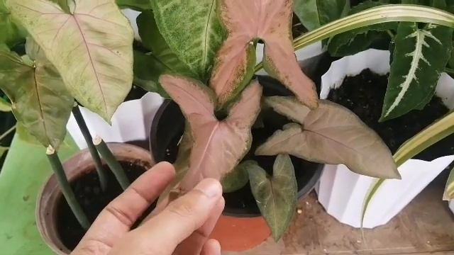 Syngonium: The Feng Shui, Air Purifying And Hard To Kill Plant