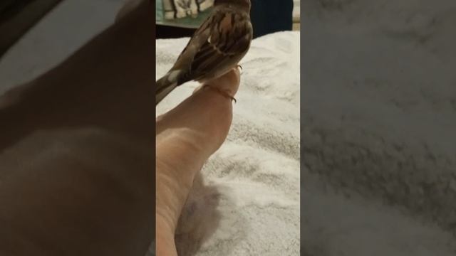 ВОРОБЕЙ ЧИВКА СНОВА ДЕЛАЕТ МНЕ ПИЛИНГ НОГ смотреть онлайн