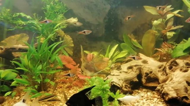 Аквариум - [1] Знакомство смотреть онлайн