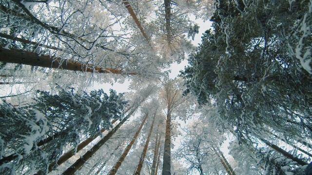 Полевая звукозапись - Зимняя тишина | Field recording - Winter silence смотреть онлайн