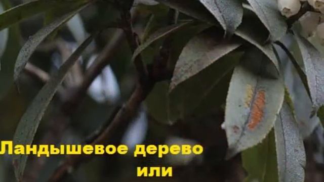 Необычные деревья смотреть онлайн