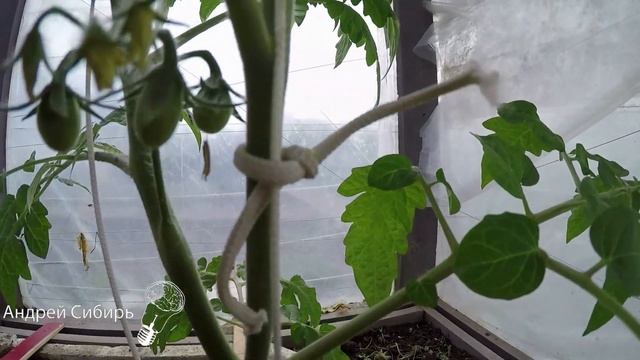 ПОДВЯЗКА ТОМАТОВ ОТ ЗЕМЛИ ДО МАКУШКИ НА МНОГИЕ СЕЗОНЫ.ПЕТЛИ ДВИГАЮТСЯ С РОСТОМ ТОМАТА-ОЧЕНЬ УДОБНО. смотреть онлайн