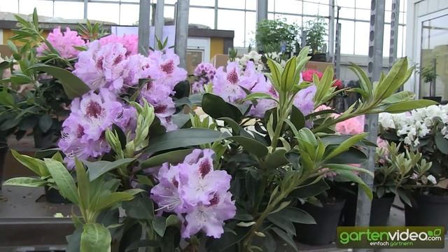 Rhododendron Hybride Blue Peter смотреть онлайн