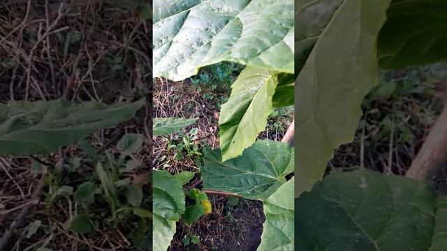 УДИВИТЕЛЬНО БЫСТРОРАСТУЩЕЕ, КРАСИВОЕ И ЖИВУЧЕЕ ДЕРЕВО! смотреть онлайн