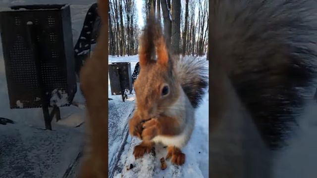 Портрет белки смотреть онлайн