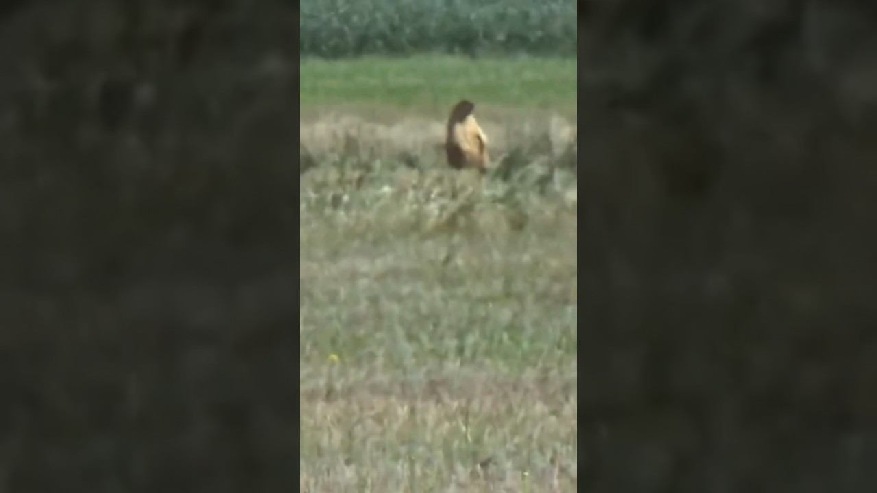 ВЫСТРЕЛ по СУРКУ 200+м #охотанасурка #охотаназайца #охота смотреть онлайн