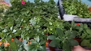 Какие работы провожу с рассадой петунии в конце апреля. Можно ли у Тайдалов прищипывать верхушку?