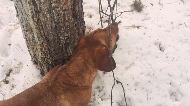 ТАКСА ЛОВИТ БЕЛОК|? смотреть онлайн