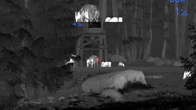 Wild Boar Thermal! Thermion 2 LRF XP50 Pro