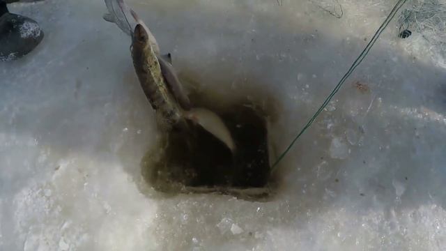 Зимняя рыбалка сетью смотреть онлайн