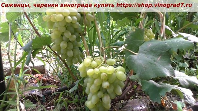 24 июля и созревание ультрараннего винограда Елизавета- огромные ягоды и грозди! Ну разве не супер? смотреть онлайн