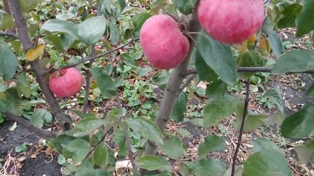 Ред Пэшн удивил своей красотой и вкусом. смотреть онлайн
