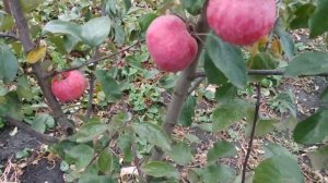 Ред Пэшн удивил своей красотой и вкусом.