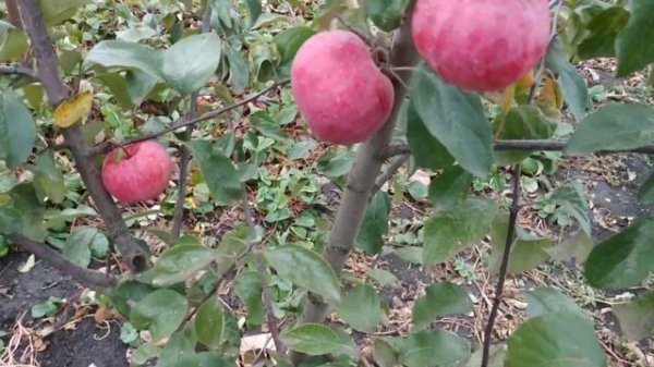 Ред Пэшн удивил своей красотой и вкусом.