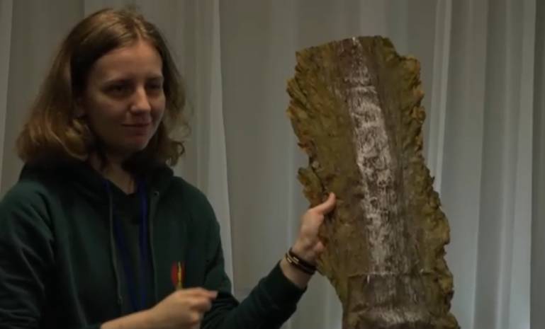 Музей водорослей в Архангельске. смотреть онлайн