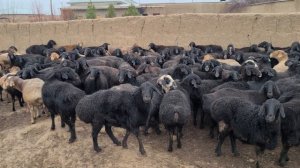 КУЙ БОКИШ УСЛУБИ ЯНТОГ БИЛАН