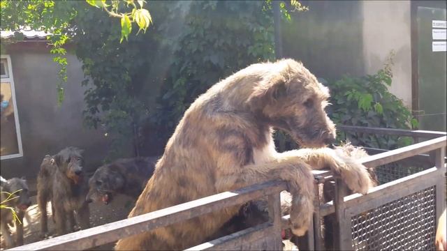 Домашний зоопарк в Васильевке канал Дружная семья Реабилитационный центр для животных смотреть онлайн