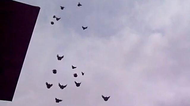 Николаевские голуби. смотреть онлайн